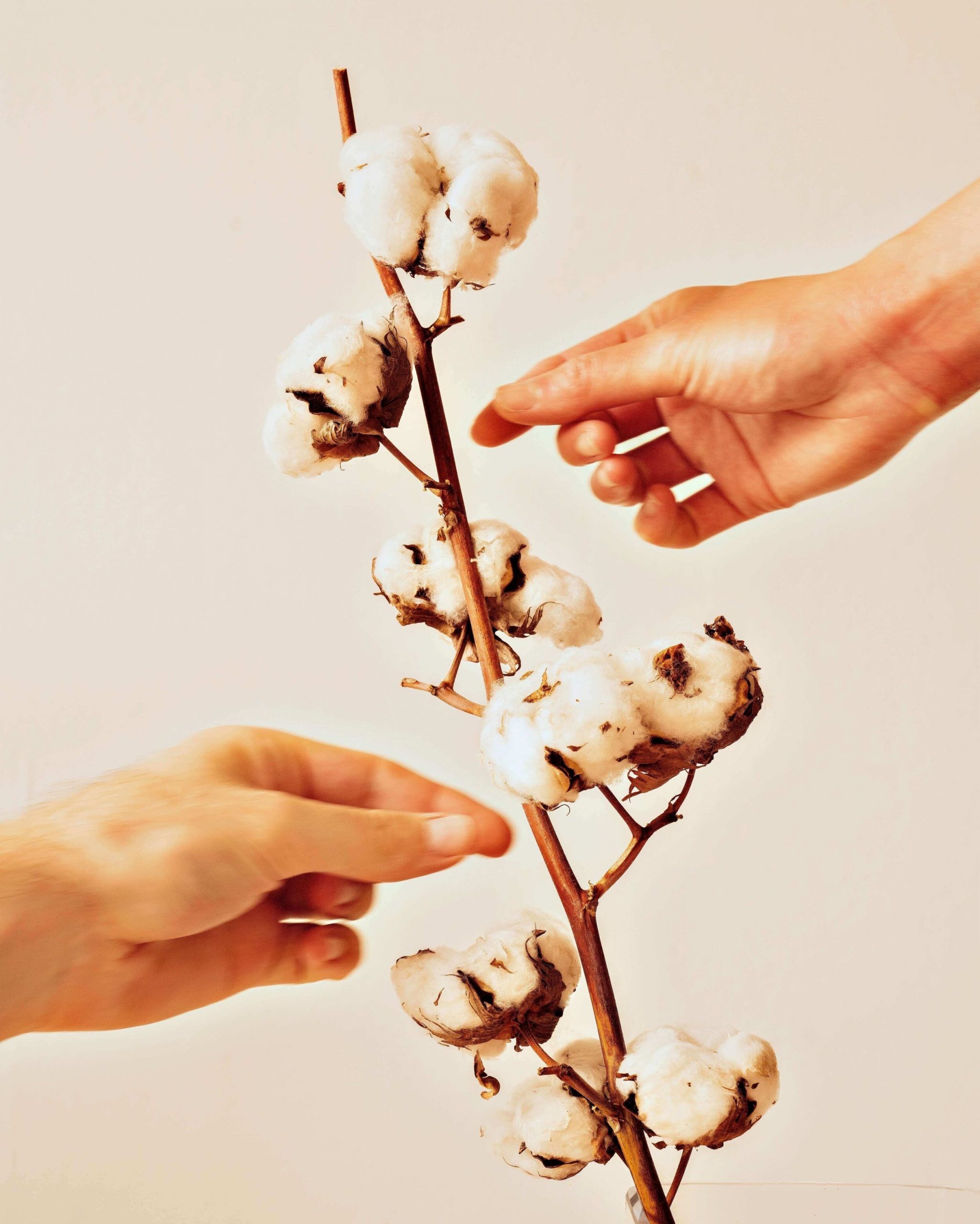 Unveiling the Secrets of Pure Cotton: The Ultimate Guide to Identifying and Appreciating Authentic Cotton Fabrics